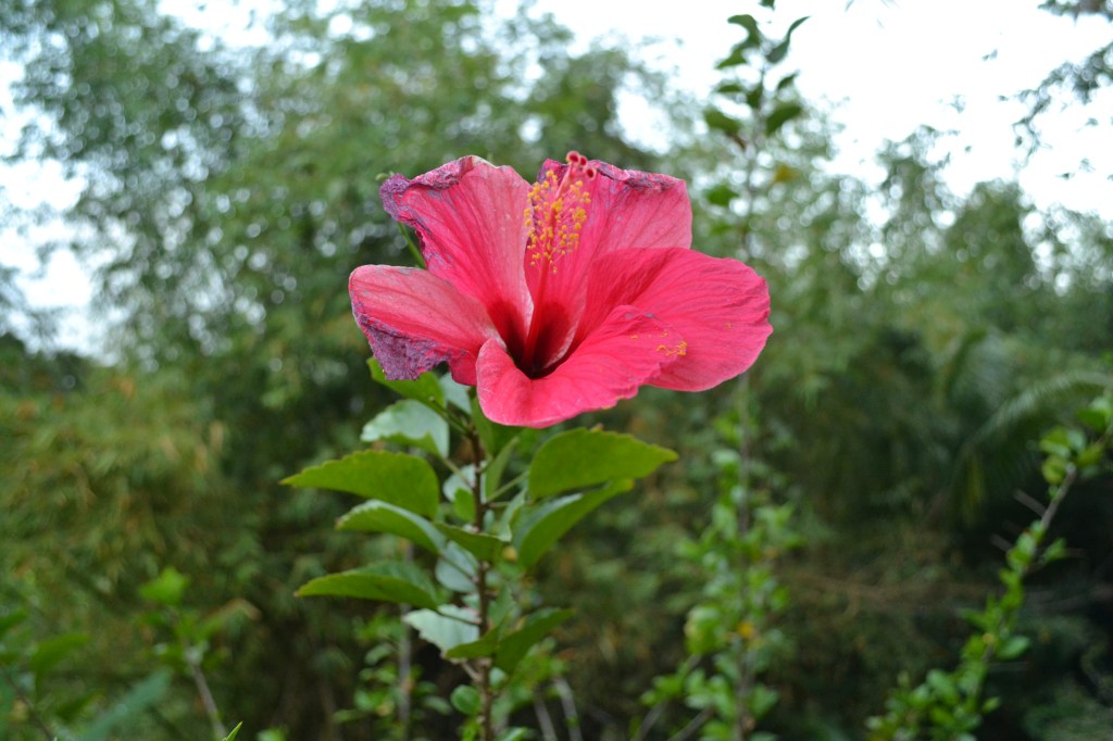 Nature
